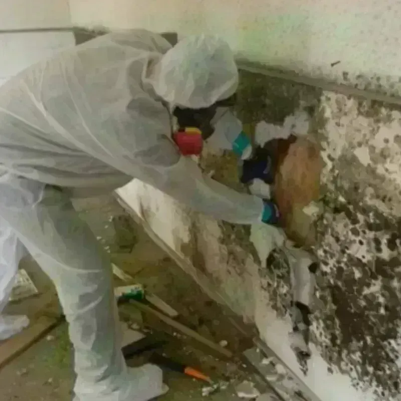 Mold Remediation and Removal in Canton, GA